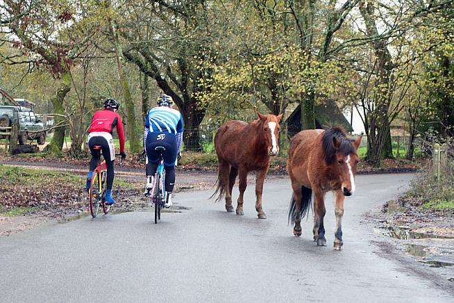 The occasional loose horse is all part of the charm of riding through the New Forest.