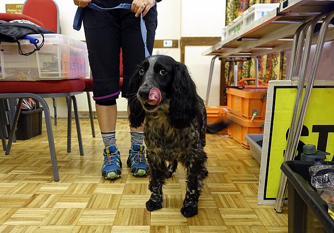 Minnie the trail dog welcoming riders at event HQ.