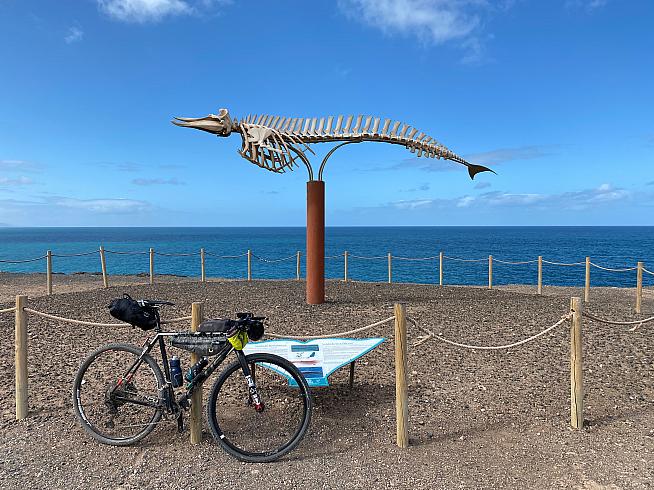 Whalebones bleaching in the sun.