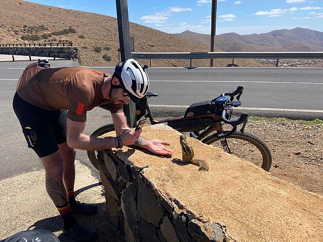 Cheeky chipmunks on Fuerteventura.