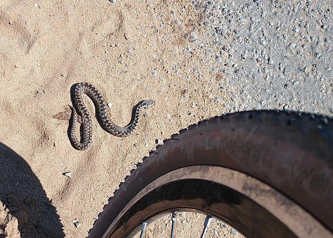 Great summer tyres for everyone except the racing snakes.