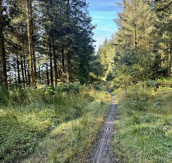 The course is mostly broad gravel forestry tracks but there is some mud...